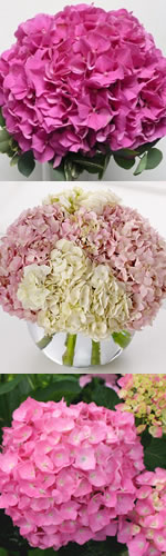 pink hydrangea home page graphic